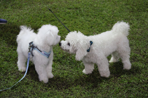 Park «Flamingo Park», reviews and photos, 1200 Meridian Ave, Miami Beach, FL 33139, USA