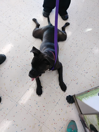 Pet Supply Store «Petco Animal Supplies», reviews and photos, 2765 Papermill Rd G-1, Reading, PA 19610, USA