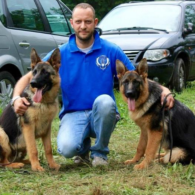 Allevamento del Mantombroso di Piemontese Marco - Cuccioli di pastore tedesco, addestramento cani
