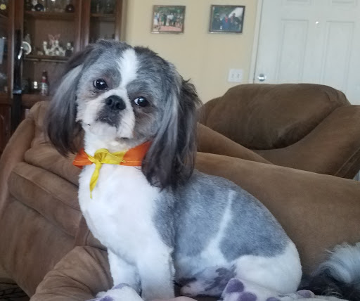 Pet Supply Store «PetSmart», reviews and photos, 79375 CA-111, La Quinta, CA 92253, USA