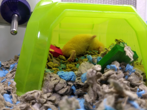 Pet Supply Store «Petco Animal Supplies», reviews and photos, 12551 Jefferson Ave #119, Newport News, VA 23602, USA