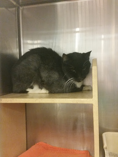 Pet Supply Store «PetSmart», reviews and photos, 976 IL-59, Aurora, IL 60504, USA