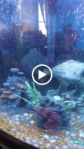 Pet Groomer «Edgewood Pet Center», reviews and photos, 3236 State Rd, Ashtabula, OH 44004, USA