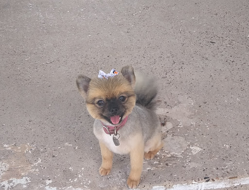 Pretty Paws Salon & Spa, 604 S 77 Sunshine Strip, Harlingen, TX 78550, USA, 