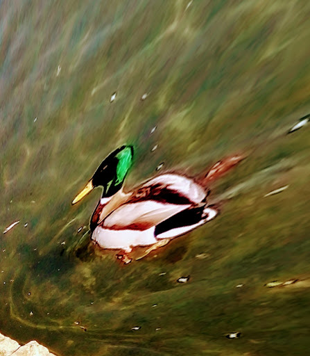 Canoe & Kayak Store «Cannon Falls Canoe and Bike Rental», reviews and photos, 615 N 5th St, Cannon Falls, MN 55009, USA