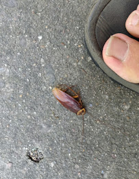 Mosquito Authority of South Richmond - Photo 5 - Car repair in , Richmond