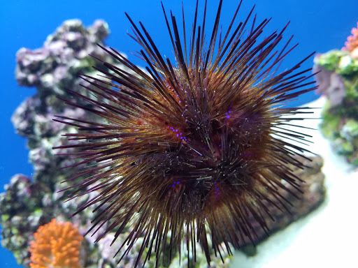 Pet Store «Animal Attraction», reviews and photos, 2518 11th Ave, Greeley, CO 80631, USA