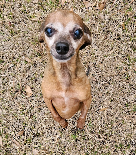 Caldwell Veterinary Clinic image