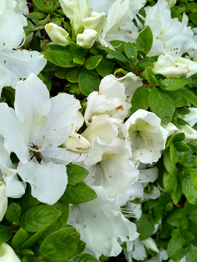 Park «Kenilworth Park», reviews and photos, SE Holgate Blvd & Southeast 34th Avenue, Portland, OR 97202, USA