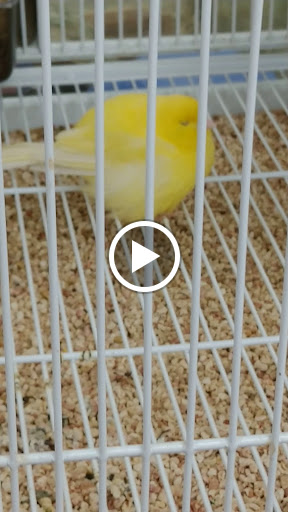 Pet Supply Store «Pet Supermarket», reviews and photos, 11160 Panama City Beach Pkwy #402, Panama City Beach, FL 32407, USA