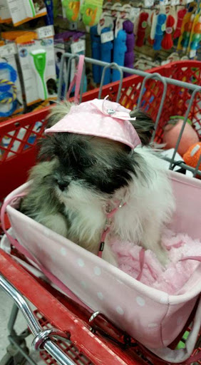 Pet Supply Store «PetSmart», reviews and photos, 2020 SW Westport Dr, Topeka, KS 66604, USA