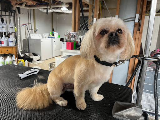 Endless PAWSibilities Luxury Pet Grooming