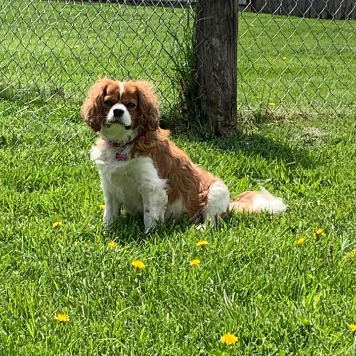 Mary's Pooch Pad