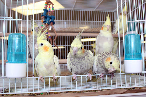 Pet Supply Store «El Granero Feed & Pet Supplies», reviews and photos, 2228 Church Ln, San Pablo, CA 94806, USA