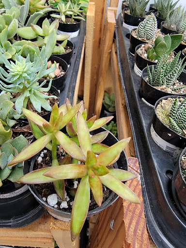 Shopping Mall «Eastgate Shopping Center», reviews and photos, 5048 Park Ave, Memphis, TN 38117, USA