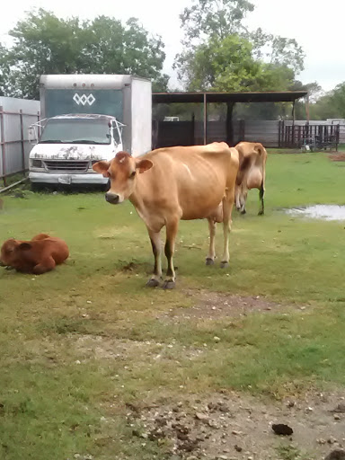 Used Car Dealer «J & F Auto Sales», reviews and photos, 9804 Veterans Memorial Dr, Houston, TX 77038, USA