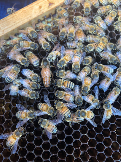Beekeeping Worthington Bee Farms