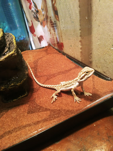 Pet Supply Store «PetSmart», reviews and photos, 1705 N Bechtle Ave, Springfield, OH 45504, USA