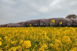 権現堂桜堤 東端 image