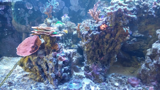 Tropical Fish Store «Aquatic Treasures», reviews and photos, 2533-A Vandalia St, Collinsville, IL 62234, USA