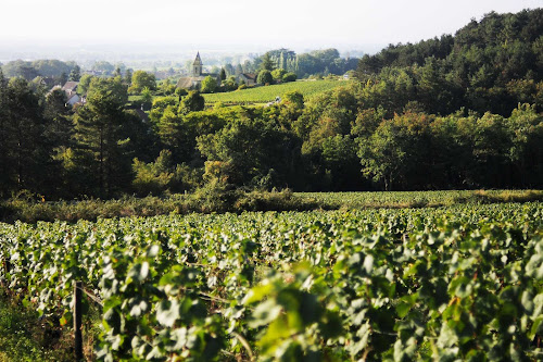 Domaine Ghislain Kohut à Couchey