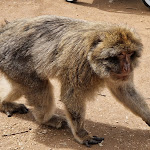 Photo n° 3 de l'avis de Christophe.u fait le 28/04/2023 à 10:44 pour La Forêt des Singes à Rocamadour