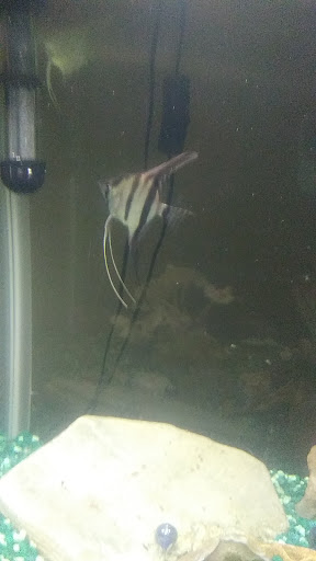 Pet Store «Wet Pets», reviews and photos, 3010 McGehee Rd, Montgomery, AL 36111, USA