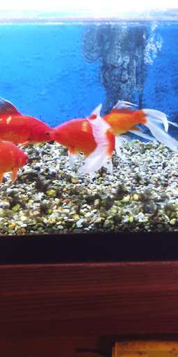 Pet Store «Pets World», reviews and photos, 147 Bridge St, Weymouth, MA 02191, USA