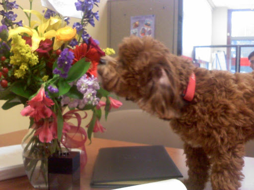 Insurance Agency «Carmen Ritz - State Farm Insurance Agent», reviews and photos