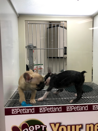 Pet Store «Petland Vineyard - San Antonio», reviews and photos, 1309 North Loop 1604 W #101, San Antonio, TX 78258, USA