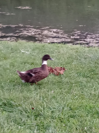 Park «Craig Park», reviews and photos, 2013 W County Rd 950 N, Brazil, IN 47834, USA