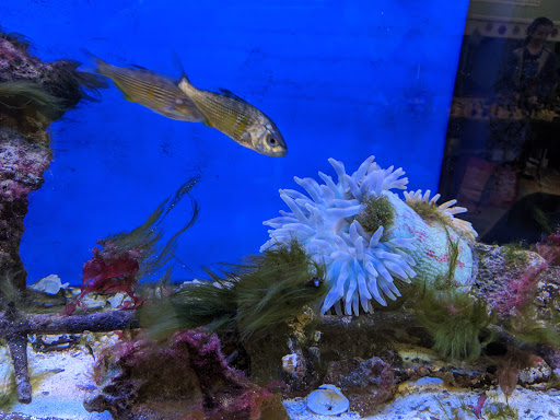 Tourist Attraction «South Sound Estuarium», reviews and photos, 309 State Ave NE, Olympia, WA 98501, USA