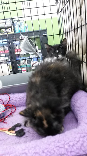 Pet Supplies Plus Farmington Hills