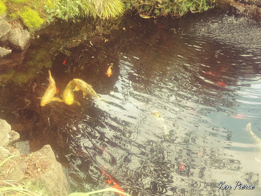 Pet Supply Store «Copper Creek Mercantile», reviews and photos, 4415 River Rd N, Keizer, OR 97303, USA