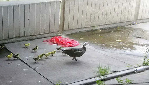 Park «Henry J. Klutho Park», reviews and photos, 204 W 3rd St, Jacksonville, FL 32206, USA