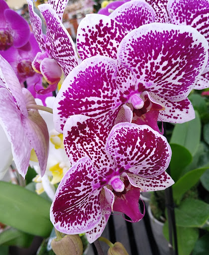 Grocery Store «Superior Grocers», reviews and photos, 3831 Martin Luther King Jr Blvd, Lynwood, CA 90262, USA