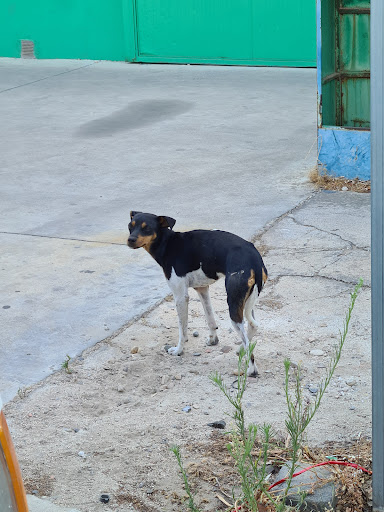 Sadeco Sanidad y Bienestar Animal