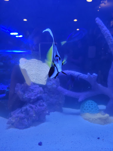 Aquarium «Reef Coral», reviews and photos, 12442 Jefferson Hwy, Baton Rouge, LA 70816, USA