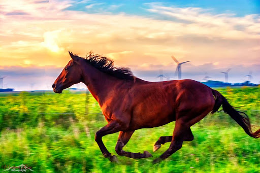 Brookston Tack and Feed