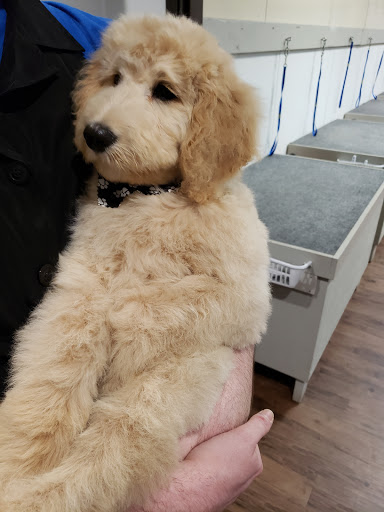 Pet Groomer «U Dirty Dog», reviews and photos, 232 Stevens Entry, Peachtree City, GA 30269, USA