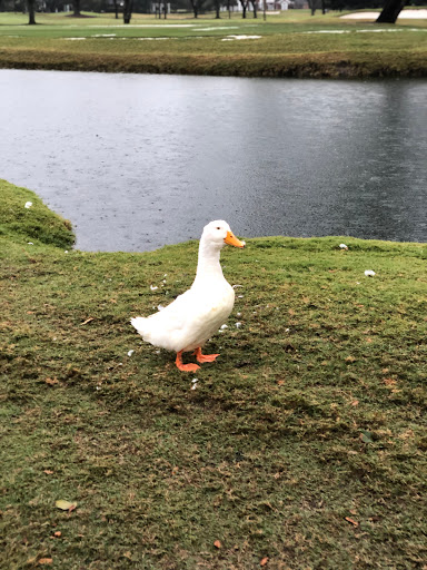 Country Club «Palma Ceia Golf & Country Club», reviews and photos, 1601 S MacDill Ave, Tampa, FL 33629, USA