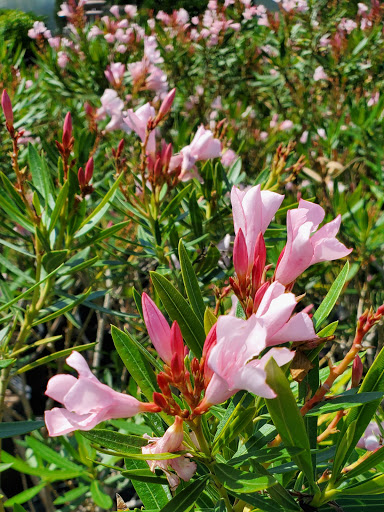 Plant Nursery «HOUSTON PLANTS & GARDEN WORLD», reviews and photos, 16726 North Fwy, Houston, TX 77090, USA