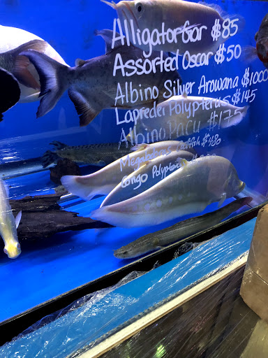 Pet Supply Store «Monster Aquarium Inc.», reviews and photos, 131-08 40 Rd, Flushing, NY 11354, USA