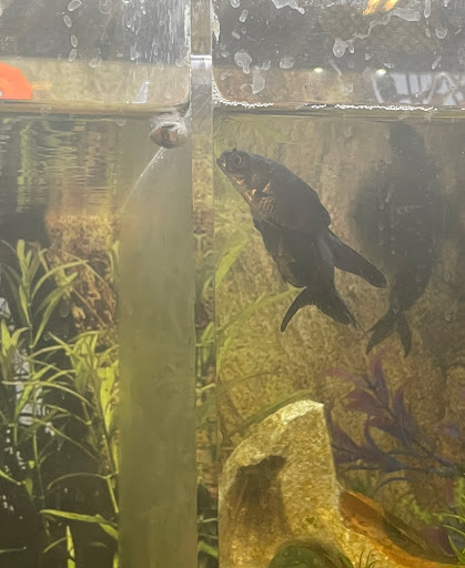 Pet Supply Store «PetSmart», reviews and photos, 11134 Parkside Dr, Knoxville, TN 37934, USA