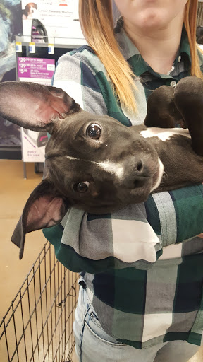 Pet Supply Store «PetSmart», reviews and photos, 160 Wadsworth Blvd, Lakewood, CO 80226, USA