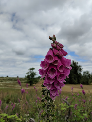 Park «Powell Butte Nature Park», reviews and photos, 16160 SE Powell Blvd, Portland, OR 97236, USA
