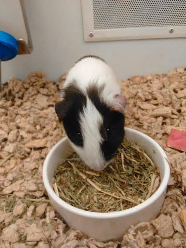 Pet Supply Store «Petco Animal Supplies», reviews and photos, 280 Kensington Blvd, Slidell, LA 70458, USA