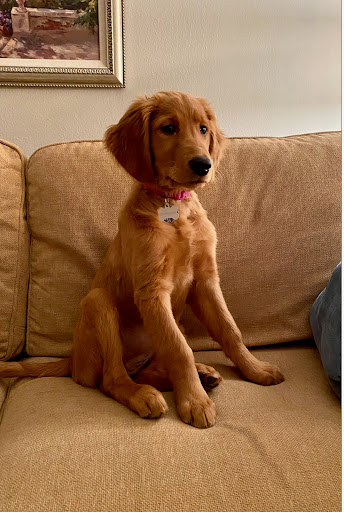 Auto Insurance Agency «Michael Chaumont - State Farm Insurance Agent», reviews and photos