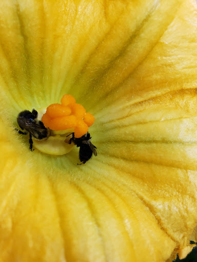 Health Food Store «Vineyard Grocer», reviews and photos, 294 State Rd, Vineyard Haven, MA 02568, USA