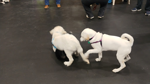 Dog Trainer «Awesome Dawgs Dog Training LLC», reviews and photos, 3052 Pricetown Rd, Temple, PA 19560, USA